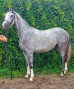 Klacz NANTINI ARON SP